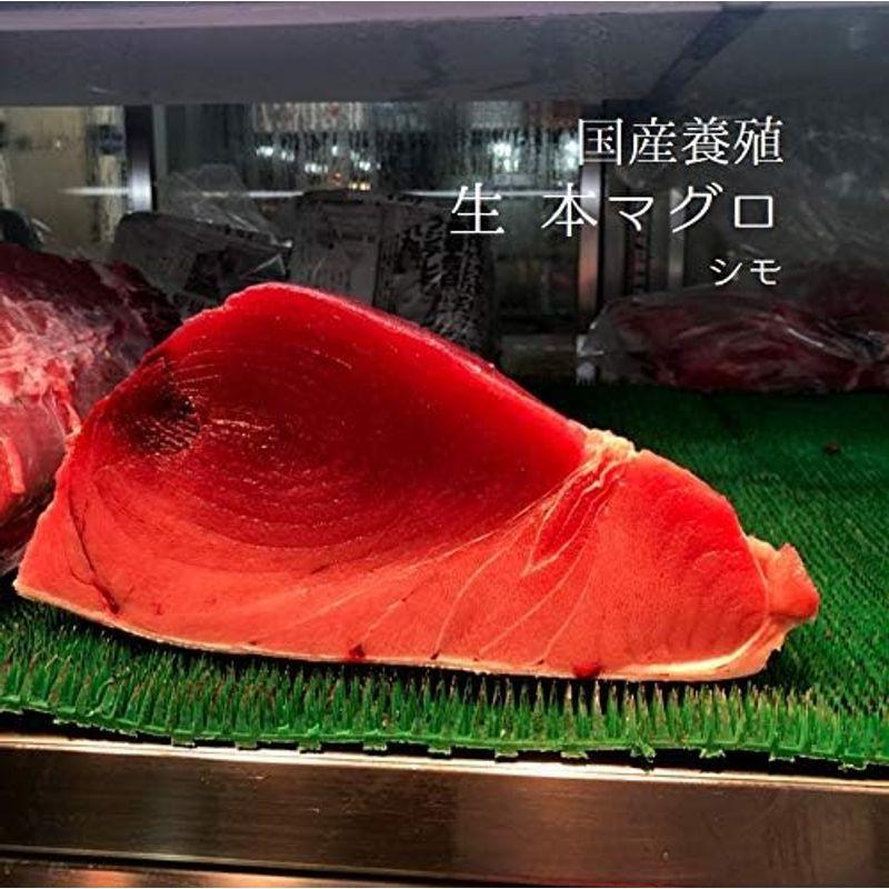 国産本マグロ（生） シモ 1-1.5kg 養殖本マグロ本マグロ下ｘ１冷蔵 本鮪 クロマグロ