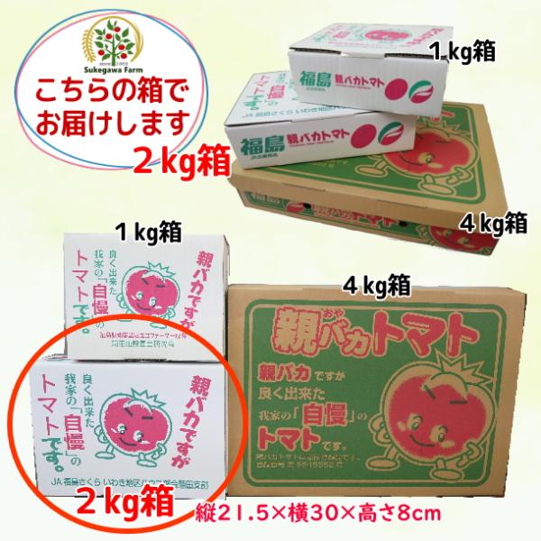 [予約 5以降お届け]親バカトマトのミニトマト250g×6袋詰 おまかせセット1.5kg  ギフト いわき市産 助川農園 農園直送