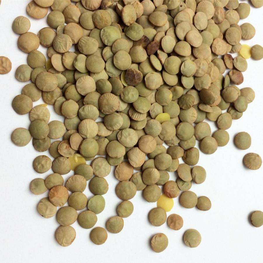 グリーンレンティル　1kg　常温便　Green Lentil レンズ豆 皮付き