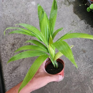 P老闆園藝~夏威夷 3吋盆