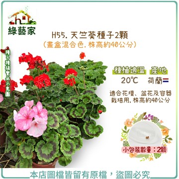 【綠藝家】H55.天竺葵種子2顆(畫盒混合色.株高約40公分)(適合花壇、盆花及容器栽培用,株高約40公分)