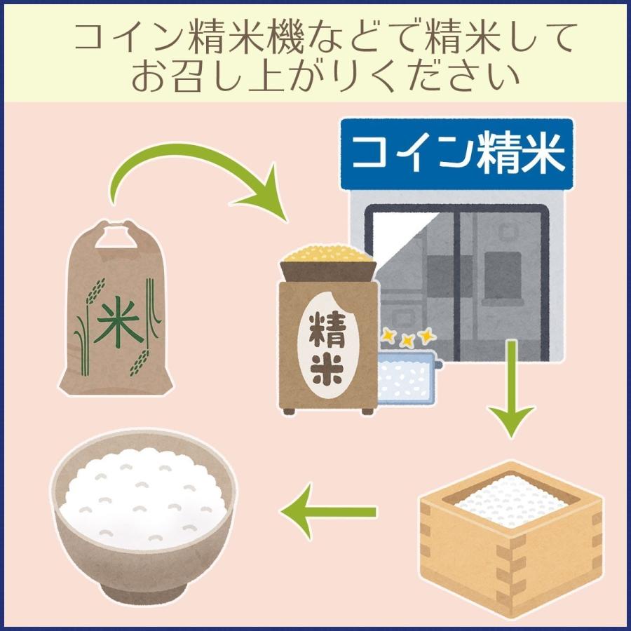 玄米 令和5年産 三重県産コシヒカリ 2等　30kg