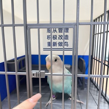 新上架👉監獄鳥籠純獄風鸚鵡籠子重新做鳥鐵窗淚八哥玄鳳迷你鳥窩逗鳥神器交換禮物 送朋友禮物