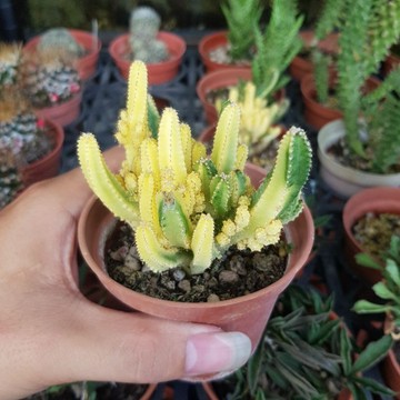 P老闆園藝~仙女閣錦 仙人掌 3吋盆 1吋盆