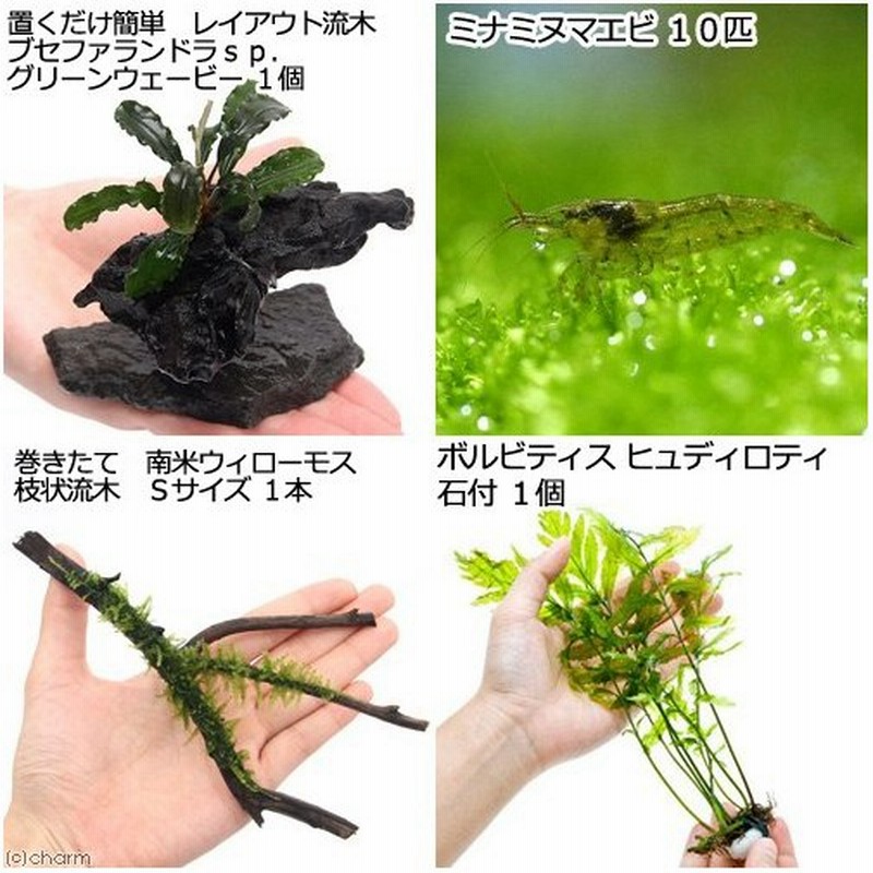 エビ 水草 置くだけ簡単 レイアウト３種セット ｖｅｒ３ １セット ミナミヌマエビ 沖縄別途送料 北海道航空便要保温 通販 Lineポイント最大0 5 Get Lineショッピング