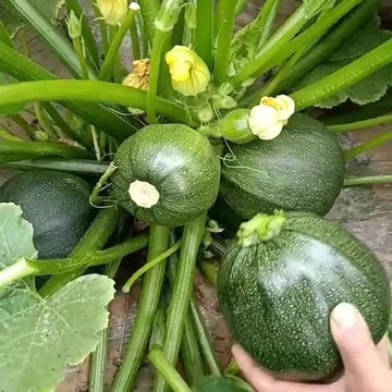 台灣黑珍珠西葫蘆種子  豐產翠玉瓜 盆栽菜園家庭栽種 易種植好養活 自種安全蔬菜 當季現貨快速出貨