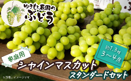  ゆきもと農園 ＜ 家庭用 ＞ シャインマスカット スタンダードセット 約1.3㎏ 3～4房　2024年8月～9月発送