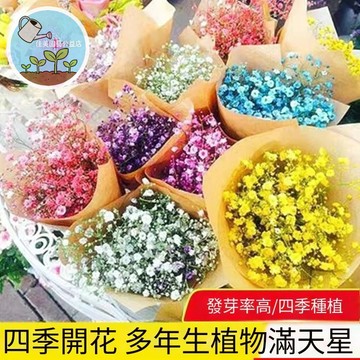 滿天星花種子 嬰兒的呼吸 台灣現貨 四季易種 開花小星 爆盆陽台 庭院花卉 香草植物 室內盆栽  浪漫花海