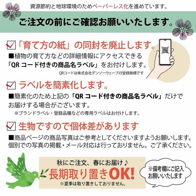 柿の苗木 黒柿 不完全甘柿 3年生接木1.1m大苗 産地で剪定済 1.1m苗 予約販売11月下旬頃入荷予定 | LINEブランドカタログ