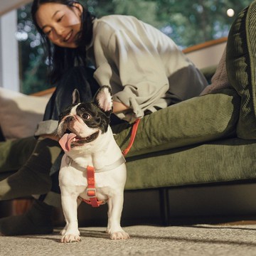 【tails&me 尾巴與我】新經典系列 犬快套胸背帶(共5色)