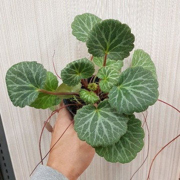 P老闆園藝~虎耳草 3吋盆