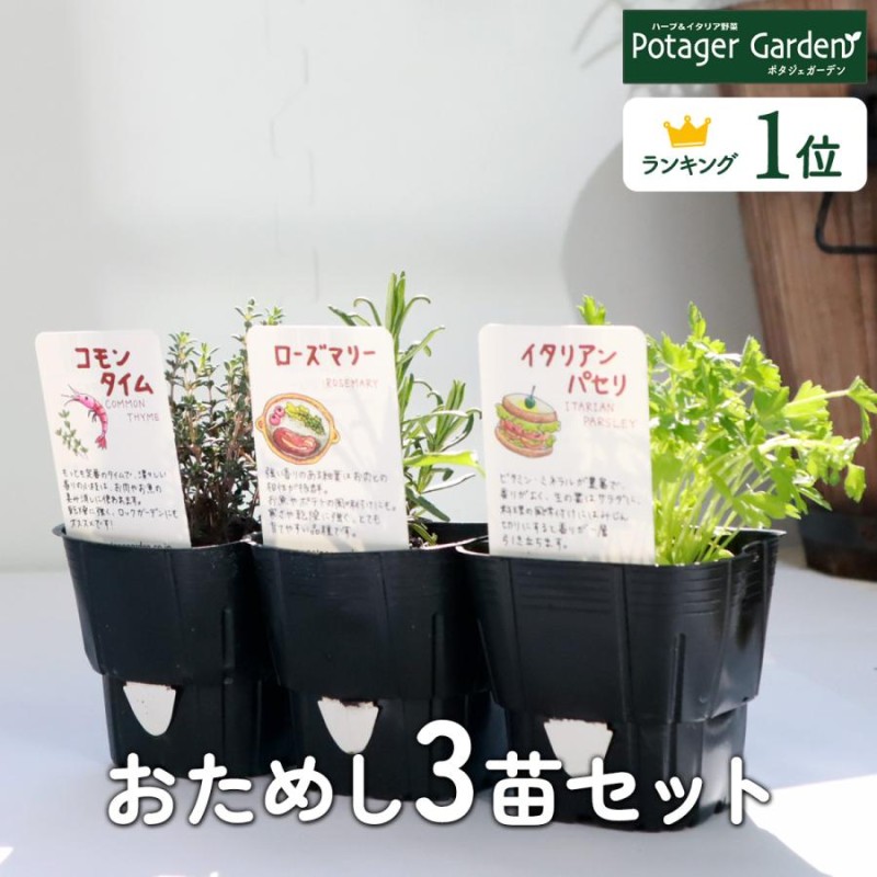 ハーブ 苗 セット 3個（種類 一覧 栽培 画像 花 虫除け 寄せ植え