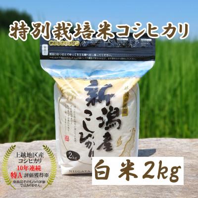 ふるさと納税 上越市 令和5年産|新潟上越三和産|特別栽培米コシヒカリ(従来種)2kg(2kg×1)精米