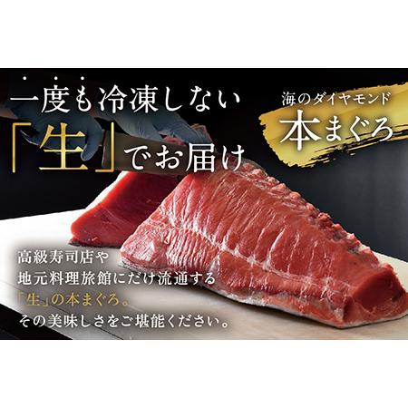 ふるさと納税 絶品！生本マグロ　大トロ 800g（柵どり） 福井県越前市