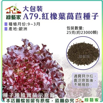 【綠藝家】大包裝A79.紅橡葉萵苣種子25克(約23000顆)(紅橡拉)