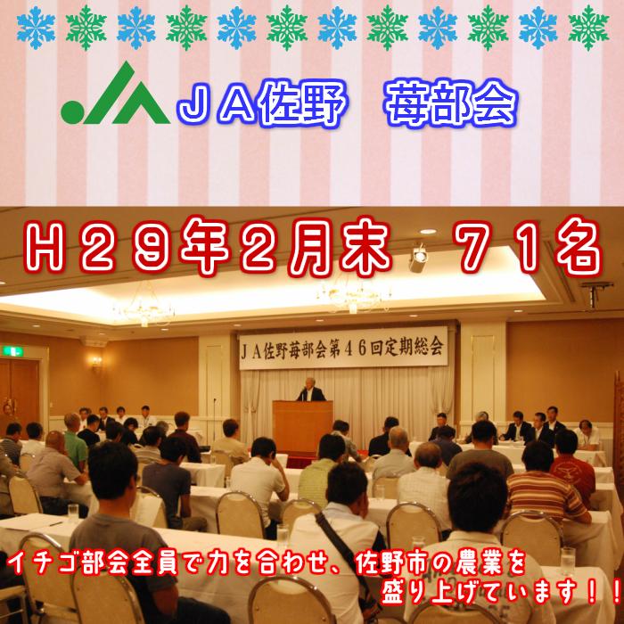 イチゴ いちご スカイベリー 配送日時指定不可 栃木県産 ２パックセット  熨斗対応 クール送料無料 冷蔵便 スカイ2P