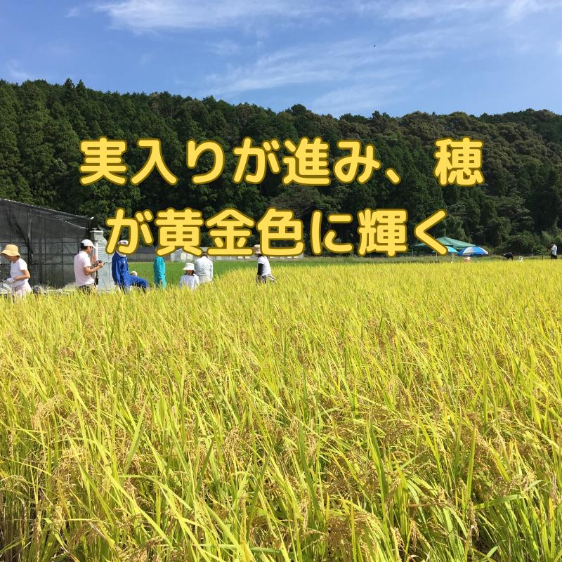 米10Kg 送料無料 特別栽培米 徳島県産 あわみのり 精米 令和5年産 新米