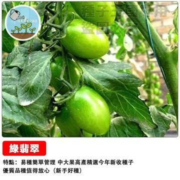 台灣當季現貨❤綠翡翠番茄種子❤翠玉番茄 綠鑽番茄 綠寶石番茄 綠蕃茄 青番茄 酸柑仔 種籽 盆栽 陽台 庭院
