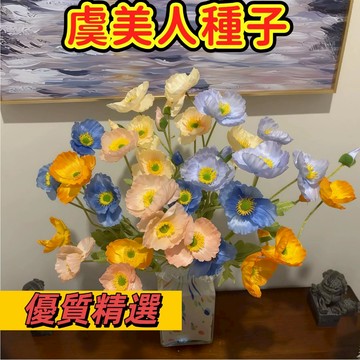 🌼【台灣現貨-隔日達】冰島虞美人花種子陽台客廳庭院增色必備冬季耐寒四季開花易養易爆花卉籽觀賞類花海多年生#花卉種子