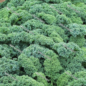 台灣現貨 羽衣甘藍種子（500粒）四季高產 羽衣甘藍 種子春天採收至冬天 菜籽 海甘藍 無頭甘藍 羽衣芥藍 健康蔬菜種子