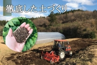 [宮城県角田市産]産地直送 朝採れ山菜　タラの芽　500g