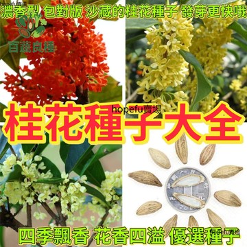 【正品現貨】桂花種子大全｜金桂/銀桂/沉香桂/四季桂｜庭院陽台香氛樹｜四季可種 發芽率高｜每包10-12粒精選｜吉祥如意