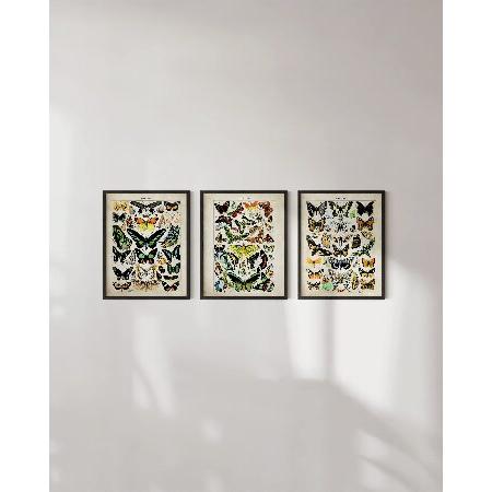 HAUS AND HUES Butterfly Poster Vintage Set of Vintage Nature Posters Butterfly Art Vintage Botanical Prints Posters for Room Aesthetic Vintage But