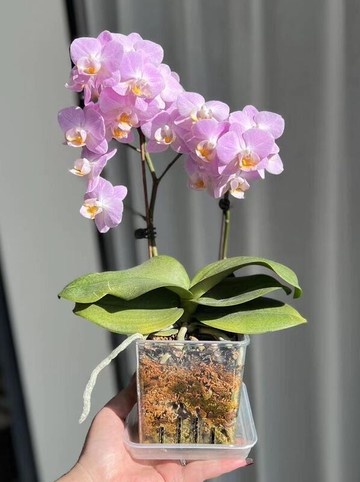 高透明塑料方形帶底孔透氣桌面創意水培花盆蝴蝶蘭洋蘭花盆