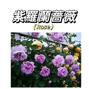 嘉義現貨（紫羅蘭爬藤玫瑰種子MG-51）薔薇種子紫色係大花薔薇月季種子庭院陽台灑下就能活懶人觀賞花卉花海種子#Rose
