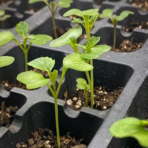 Plant Science for Gardeners