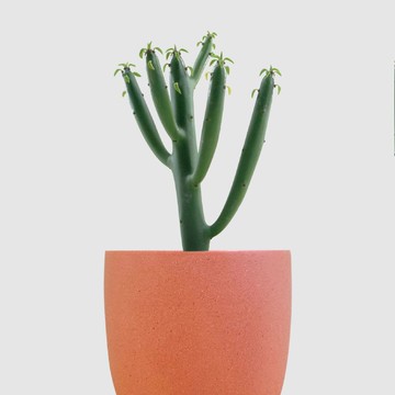 │ 霧陶系列 │ 綠珊瑚 - 水耕 無土 懶人盆栽 室內植物  陶瓷