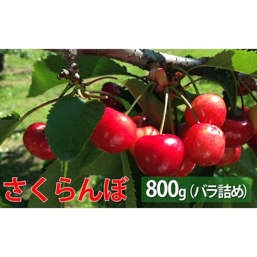 ふるさと納税 北海道 仁木町 峠のふもと紅果園 北海道 仁木町産 さくらんぼ又は800g