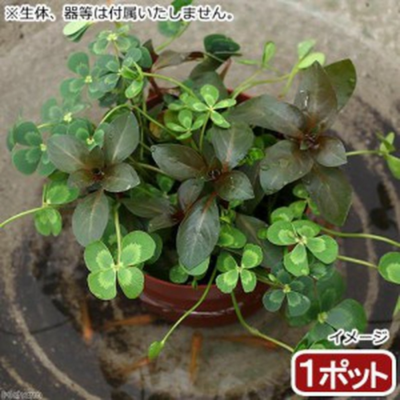 ビオトープ 水辺植物 メダカの鉢にも入れられる水辺植物 ムチカとルビンの寄せ植え １ポット ルビン挿したて 通販 Lineポイント最大1 0 Get Lineショッピング