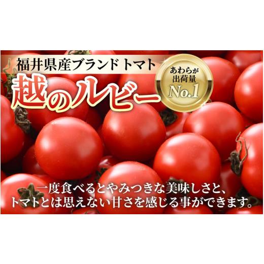 ふるさと納税 福井県 あわら市 高糖度 ミディトマト 越のルビー 約2kg 10パック（50〜70個入）／ 福井県産ブランドトマト 農家直送 有機肥料 低農…