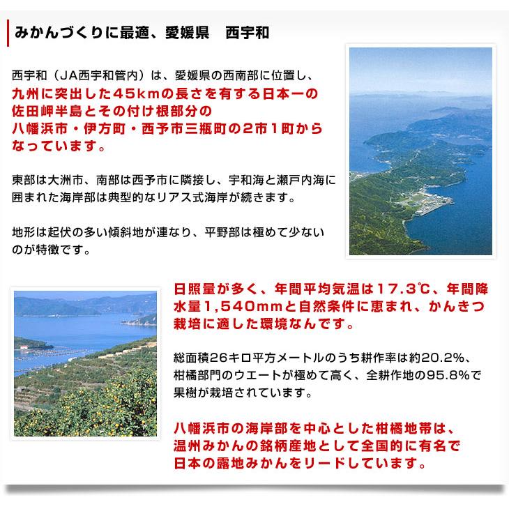 愛媛県より産地直送 JAにしうわ 西宇和プレミアムみかん「媛美月」 LからSサイズ 5キロ(40玉から60玉) 送料無料 蜜柑 ミカン ひめみづき