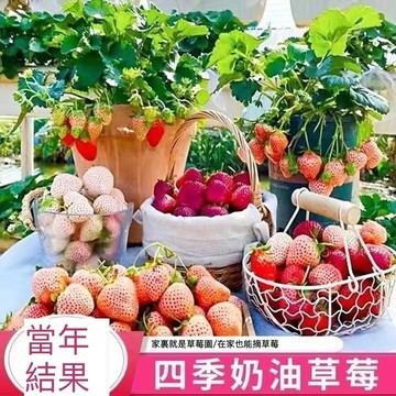 12h出貨 草莓（200粒）四季奶油草莓種子 四季陽台庭院盆栽水果種子 沾土就活 香甜奶油草莓 盆栽植物種子 高產