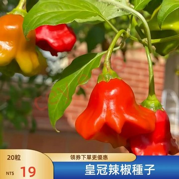 🌶️（皇冠辣椒種子）🌶️新種上市 （微辣）高達1米 具有檸檬的味道 生產能力極強 庭院陽台盆栽種植 盆栽植物種子