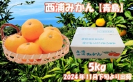 青島 みかん 約 5kg  産地直送 柑橘 西浦 沼津 蜜柑　訳あり