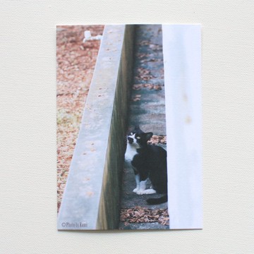 明信片-台灣野貓集-賓士貓在等你