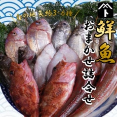 豊浜漁港で水揚げした鮮魚詰め合わせ