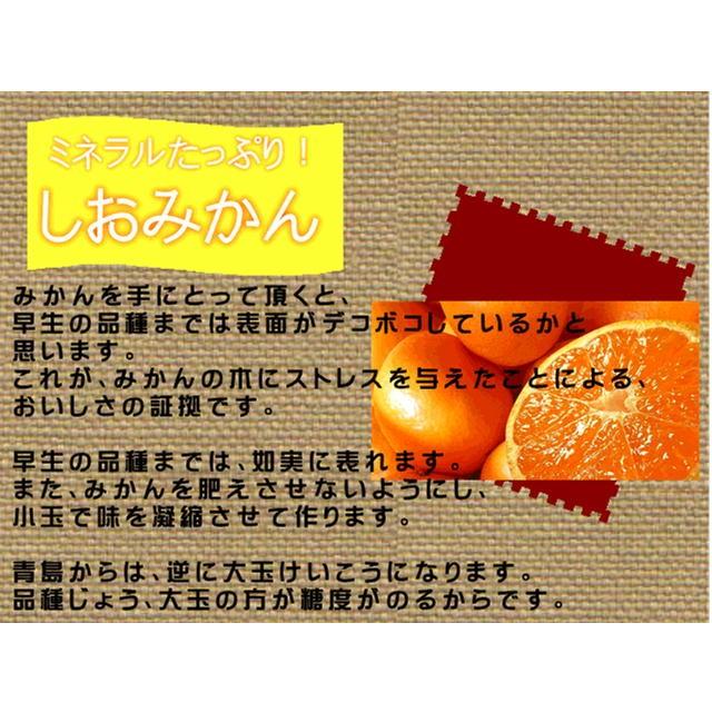 しおみかん  １箱３ｋｇ　秀品　味に自信！！熊本産　甘くておいしい！しおみかん　熊本みかん　おいしいみかん　塩みかん　グルメ　みかん　80サイズ