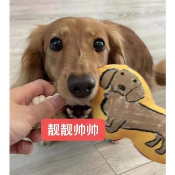 【DOG DEPT】寵物狗狗繩結玩具發聲金毛柴犬雪納瑞泰迪柯基巴哥犬