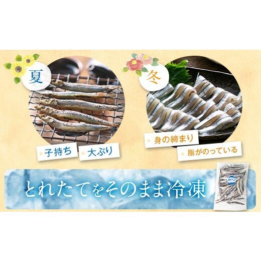 ふるさと納税 鹿児島県 薩摩川内市 AS-005 きびなご塩干1kgセット(500g×2)