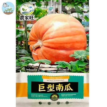 【原廠包裝】巨型南瓜種子（Giant Pumpkin）5粒裝 比賽級大南瓜 萬聖節裝飾 庭院地植 趣味栽培 兒童自然課