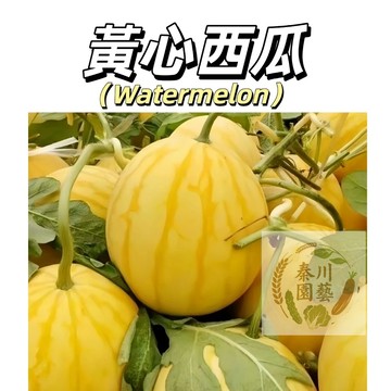 嘉義現貨（黃心西瓜種子XG-10）沙脆、香甜、汁多，帶有獨特的瓜香~新手易種~@水果種子西瓜種子