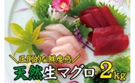 天然 キハダ（もしくはメバチ） 生まぐろ 大容量2kg 鮮度抜群の生まぐろをお届けします   生鮪 鮪 マグロ 生まぐろ キハダマグロ 刺身