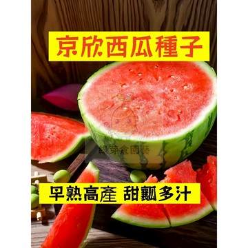 【台灣現貨】（京欣西瓜種子XG-37）四季高產少籽紅瓤 早熟 高產不裂瓜  吊瓜甜度高 薄皮沙瓤 西瓜盆栽地栽爬藤水果