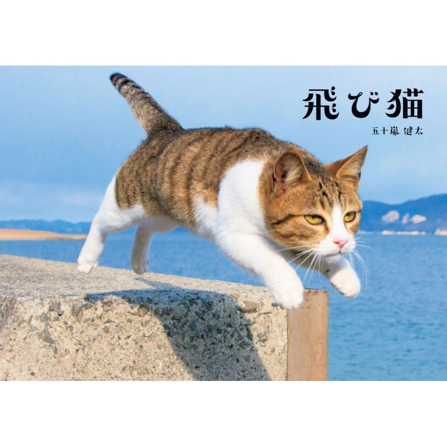 飛び猫 五十嵐健太