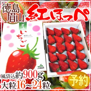 徳島県 ”眉山産 紅ほっぺ” 大粒16～24粒 化粧箱 いちご 送料無料