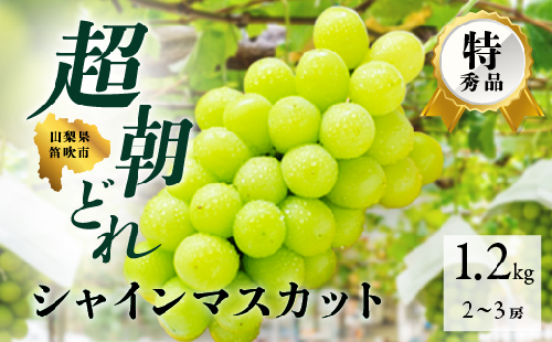 超朝採れシャインマスカット 2～3房 約1.2kg 山梨県 笛吹市 ※冷蔵配送 (2024年9月中旬から順次発送予定)  産地直送